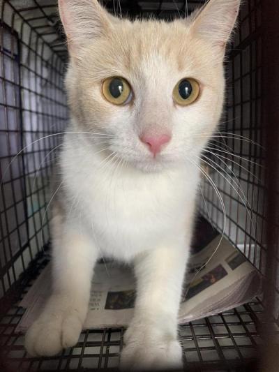 A cream and white cat in a covered live trap for TNVR